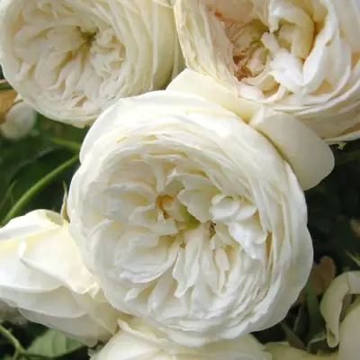 Роза АРТЕМИС шраб в Гомеле