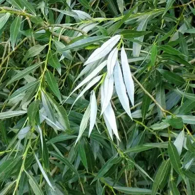 Ива ломкая  в Гомеле