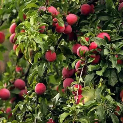 Слива КЛЕОПАТРА в Гомеле