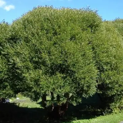 Ива ломкая  в Гомеле