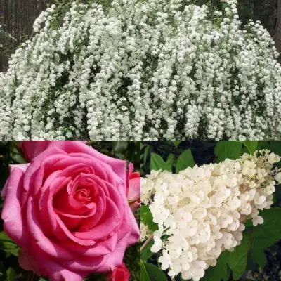 Комплект ВЕЧНАЯ КЛАССИКА в Гомеле