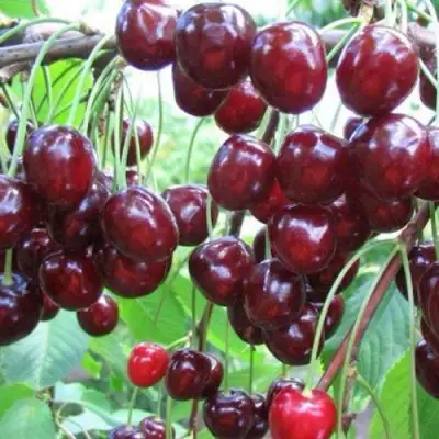 Черешня ОВСТУЖЕНКА в Гомеле