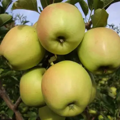 Яблоня СКИФСКОЕ ЗОЛОТО в Гомеле