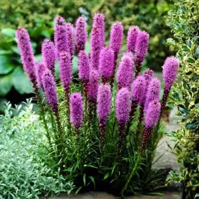 Лиатрис РОЗЕА колосковая в Гомеле