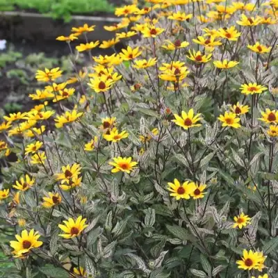 Гелиопсис САММЕР ПИНК в Гомеле