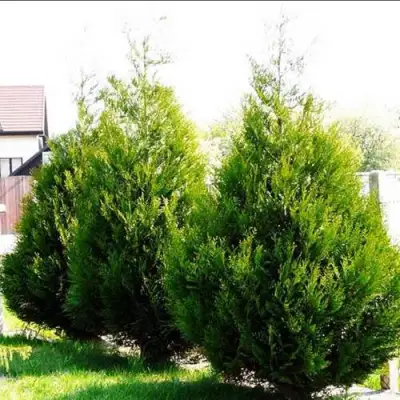Туя АТРОВИРЕНС складчатая в Гомеле