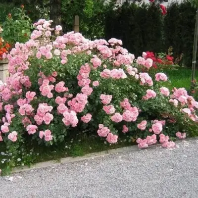 Роза БОНИКА флорибунда в Гомеле