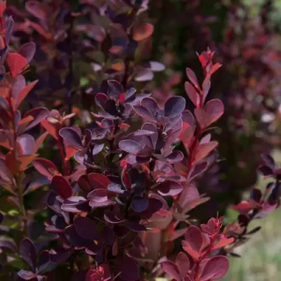 Барбарис ХЕЛМОНД ПИЛЛАР тунберга в Гомеле