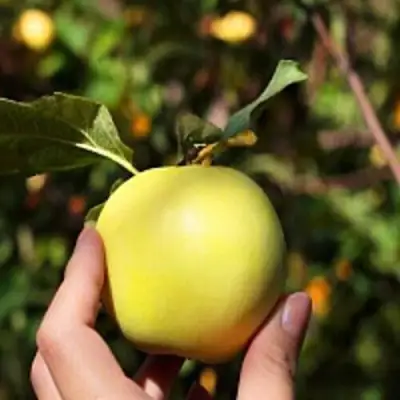 Яблоня РОССИЯНКА в Гомеле