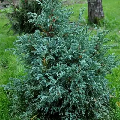 Кипарисовик БЕБИ БЛЮ горохоплодный в Гомеле