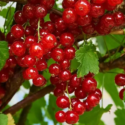 Смородина красная НАТАЛИ в Гомеле