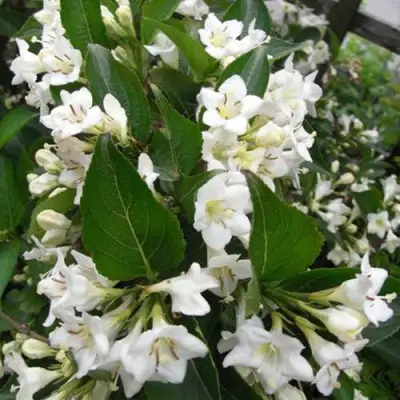 Вейгела БРИСТОЛЬСКАЯ СНЕЖИНКА в Гомеле