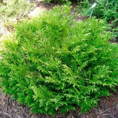 Туевик НАНА долотовидный  в Гомеле