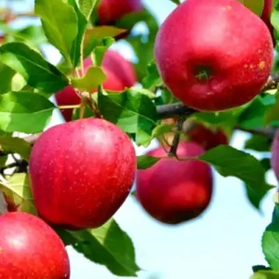 Яблоня МОДИ в Гомеле