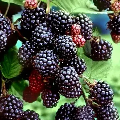 Ежевика ЭВЕРГРИН бесшипная  в Гомеле