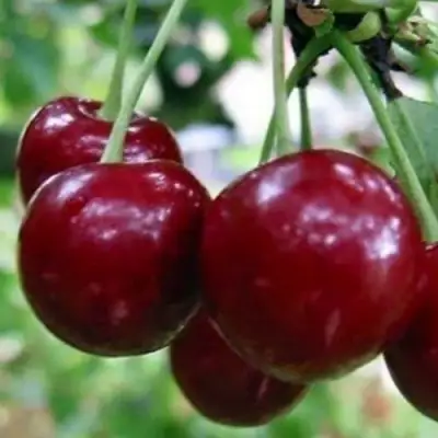 Вишня ГРИОТ БЕЛОРУССКИЙ в Гомеле