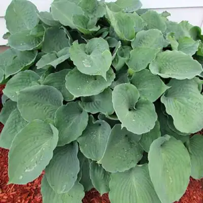 Хоста МУНЛАЙТ СОНАТА гибридная в Гомеле