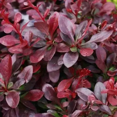 Барбарис АТРОПУРПУРЕА НАНА тунберга в Гомеле