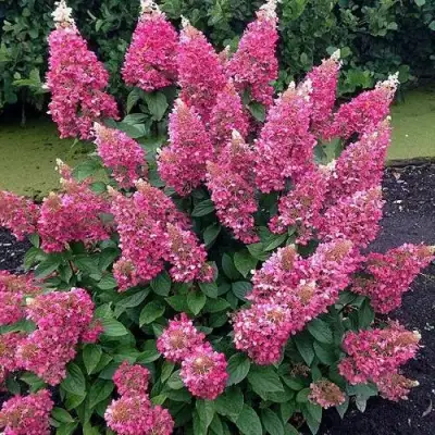 Гортензия МЕГА МИНДИ метельчатая в Гомеле