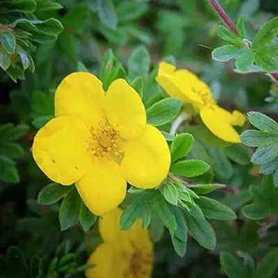 Лапчатка ГОЛДСТАР кустарниковая в Гомеле