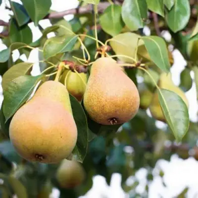 Груша ВЫСТАВОЧНАЯ в Гомеле