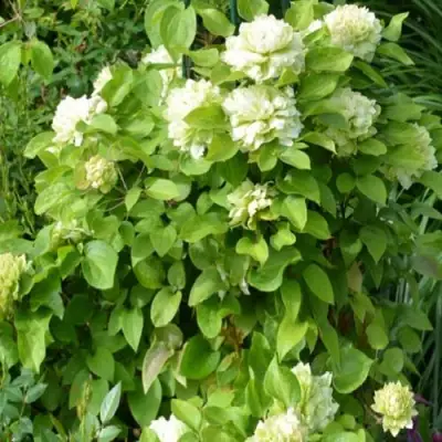 Клематис КОХАНА в Гомеле