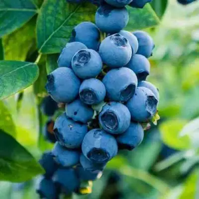 Голубика БОНИФАЦИЙ в Гомеле