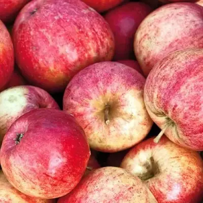 Яблоня ШТРИФЕЛЬ в Гомеле