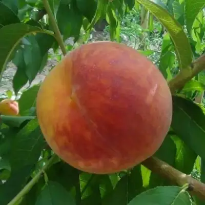 Персик ВАЙН ГОЛД Т3 в Гомеле