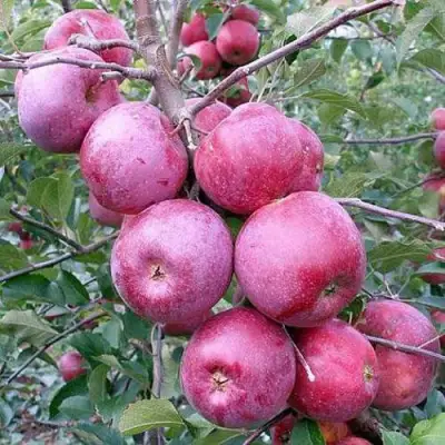 Яблоня ФЛОРИНА в Гомеле