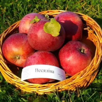 Яблоня ВЕСЯЛИНА в Гомеле