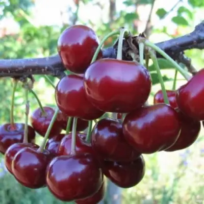 Вишня НОРД СТАР в Гомеле