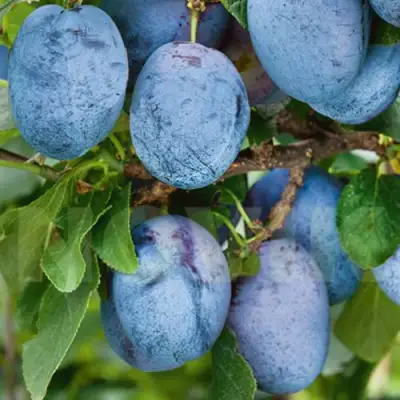 Слива ОДА в Гомеле