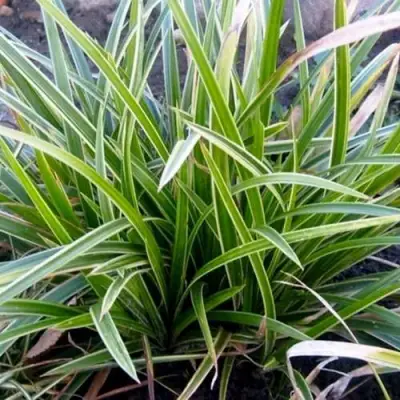 Осока МОРРОУ АЙС ДЭНС в Гомеле