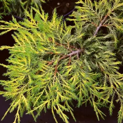 Можжевельник КИНГ ОФ СПРИНГ средний в Гомеле