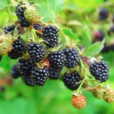 Ежевика АПАЧИ бесшипная  в Гомеле