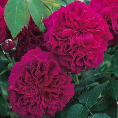 Роза ВИЛЬЯМ ШЕКСПИР английская в Гомеле