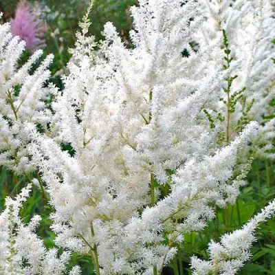 Астильба ДИАМАНТ Арендса в Гомеле