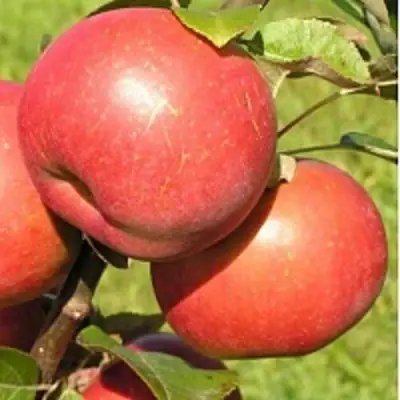 Яблоня РЕДКРАФТ в Гомеле