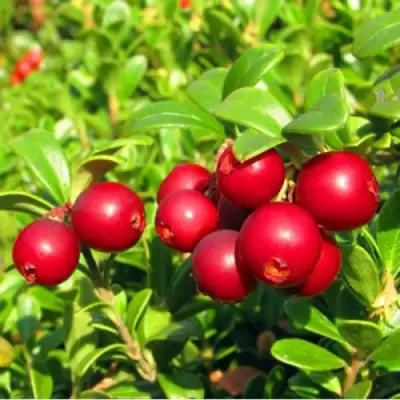 Брусника садовая РЕД ПЕРЛ в Гомеле