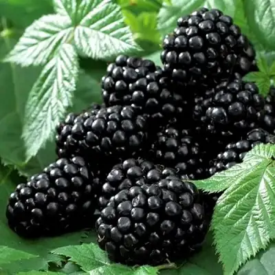 Ежевика БЛЭК БЬЮТИ в Гомеле