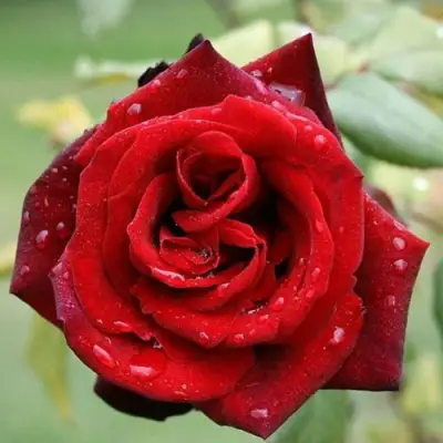 Роза ТАБУ чайно-гибридная в Гомеле