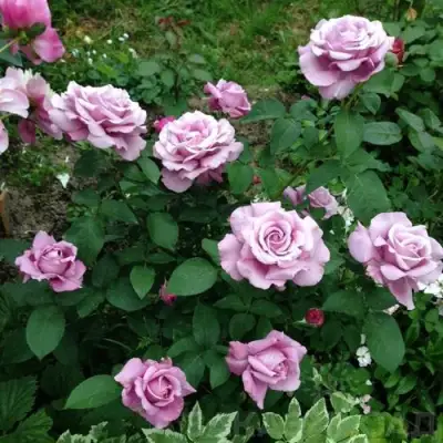 Роза ШАРЛЬ ДЕ ГОЛЛЬ чайно-гибридная в Гомеле