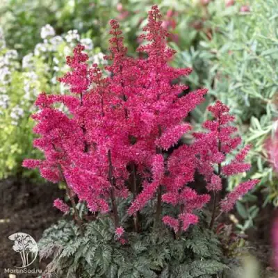Астильба МУЛЕН РУЖ курчавая в Гомеле