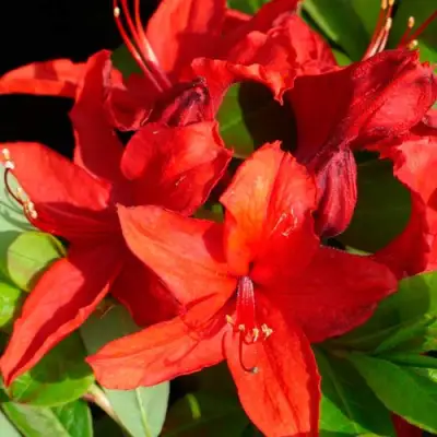 Азалия НАБУКО листопадная в Гомеле