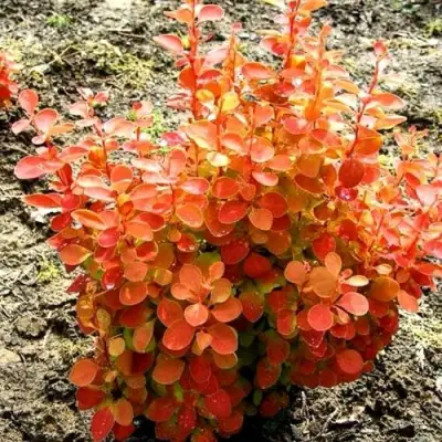 Барбарис ОРАНЖ ФАЙЕР тунберга в Гомеле