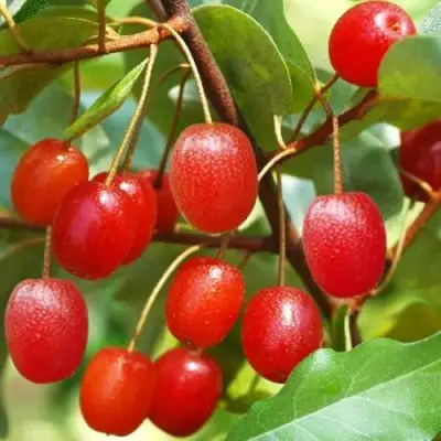 ГУМИ (ЛОХ МНОГОЦВЕТКОВЫЙ) в Гомеле