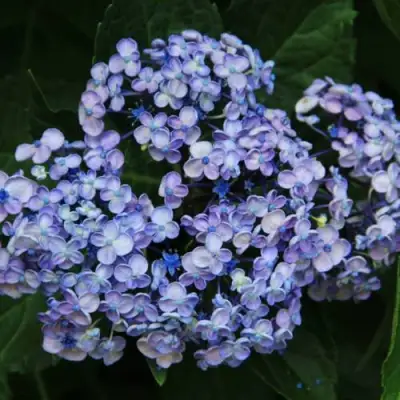 Гортензия АИША крупнолистная  в Гомеле