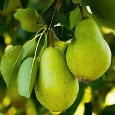 Груша СЕВЕРЯНКА колонновидная в Гомеле