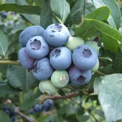 Голубика БЛЮЭТТА в Гомеле